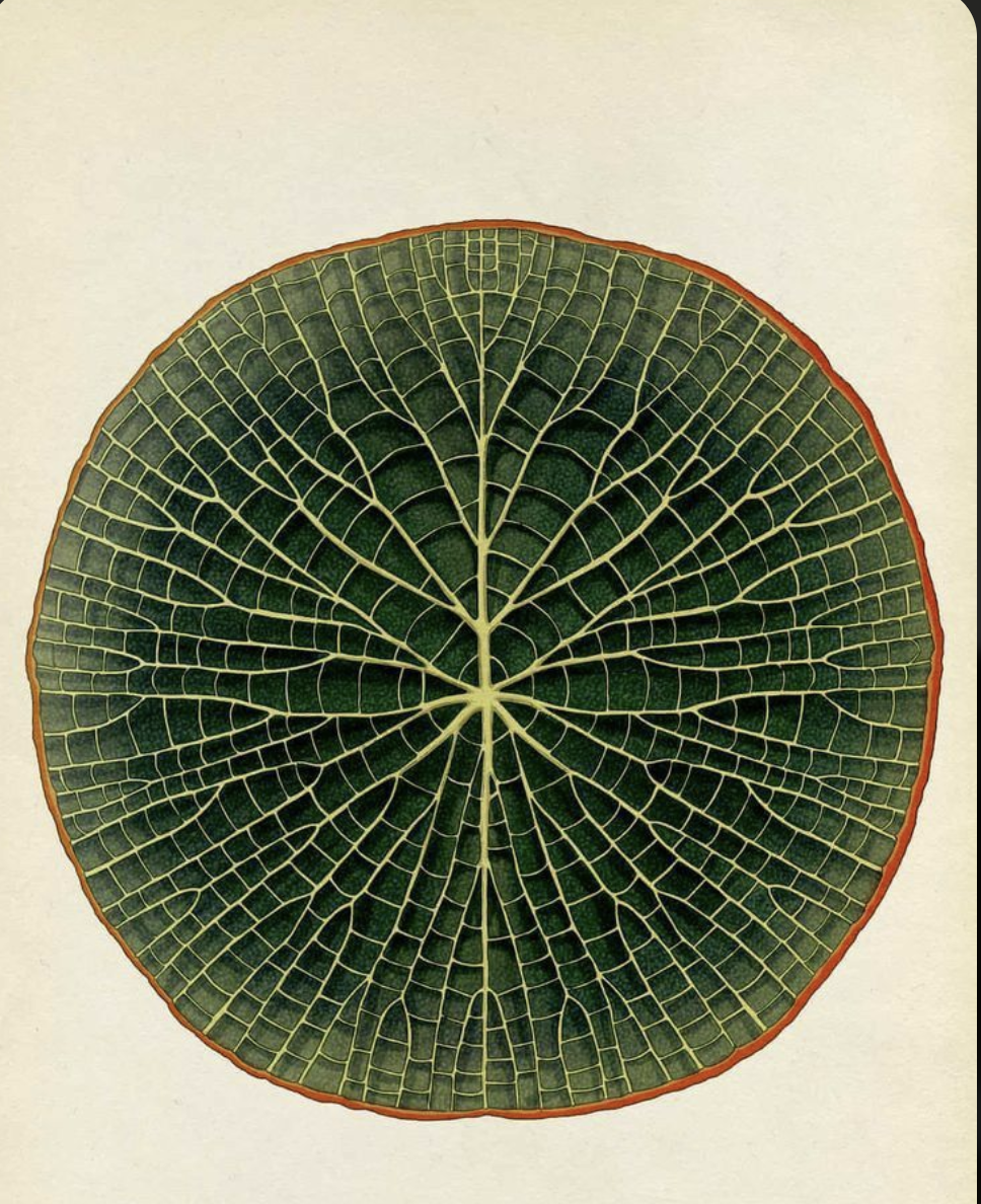 Botanical lily pad illustration
