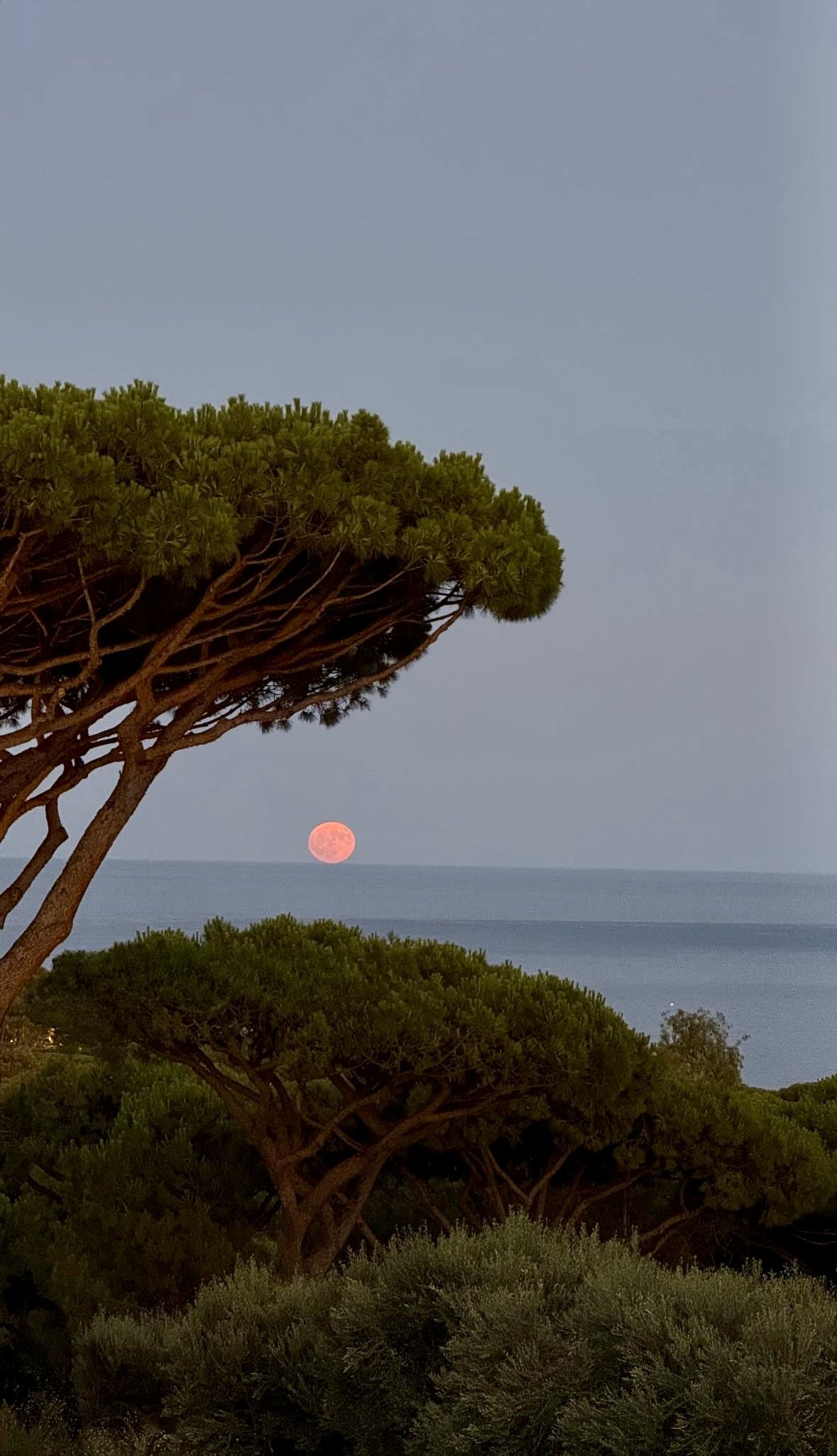 Sunset over the ocean with pine trees